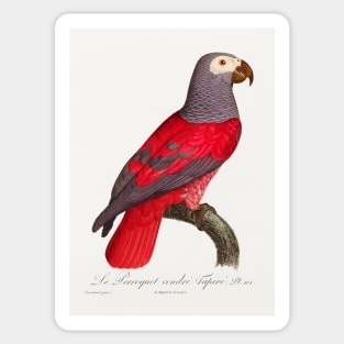 The Grey Parrot, Psittacus erithacus from Natural History of Parrots (1801—1805) by Francois Levaillant Sticker